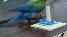 Parrot cheating to win the competition