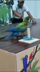 Parrot cheating to win the competition
