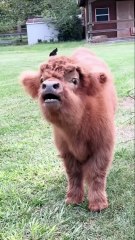 أصوات الحيوانات | شبل نمر 🐯 فيل صغير 🐘 قطة 🐱 ماعز 🐐 | Animal Sounds | Tiger Cub, Elephant, Cat & Goat