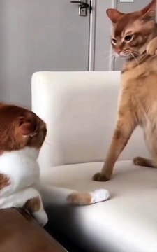 This Patient cat finally decides he’s had enough