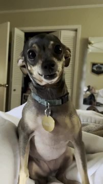 Chihuahua Smiles Sweetly When Owner Says Cheese