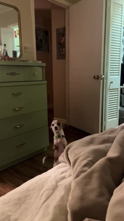 Two-Legged Dog Greets Owner