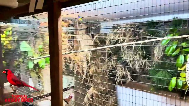 Visit a Bird Breeder _ Finches and Softbills _ Aviary Birds _ Henning Traenk_ Denmark