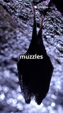 How White Nose Syndrome Is Devastating Bat Populations