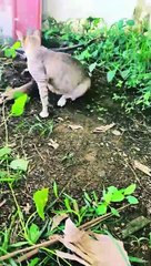 aku pusing #dance #cat