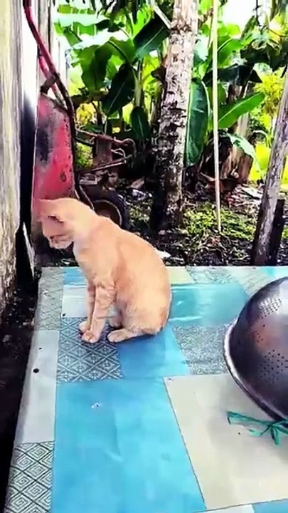 apa sih ganggu aza #puppy #cat #kucing