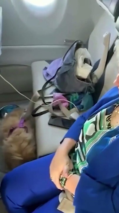 "Rivoluzione nei cieli italiani: i cani di grossa taglia volano in cabina con Ita Airways"