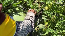 Meet the 'Watermelon Nomads' Who Follow the Harvest All Over Taiwan