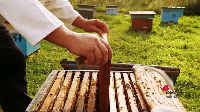 Salute, ‘Apicoltura e sanità pubblica’: workshop su Animal health e sistema I&R