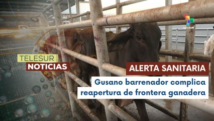 México confirma caso de gusano barrenador en frontera con EE.UU.