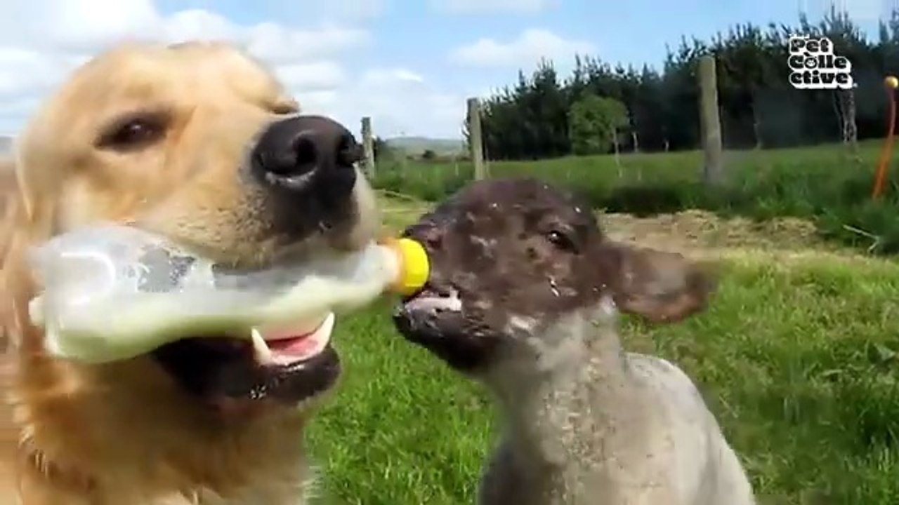 Animal Comedy Kingdom | Funniest Cats & Dogs 2026 😂🐾 – Hilarious Pets Videos for USA & Gulf Comedy Lovers