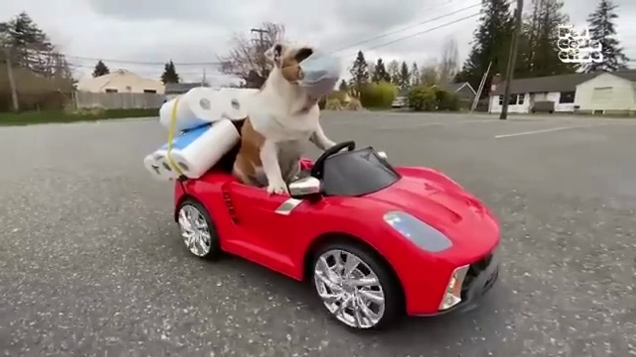 Animal Comedy Kingdom | Funniest Animals Ever...