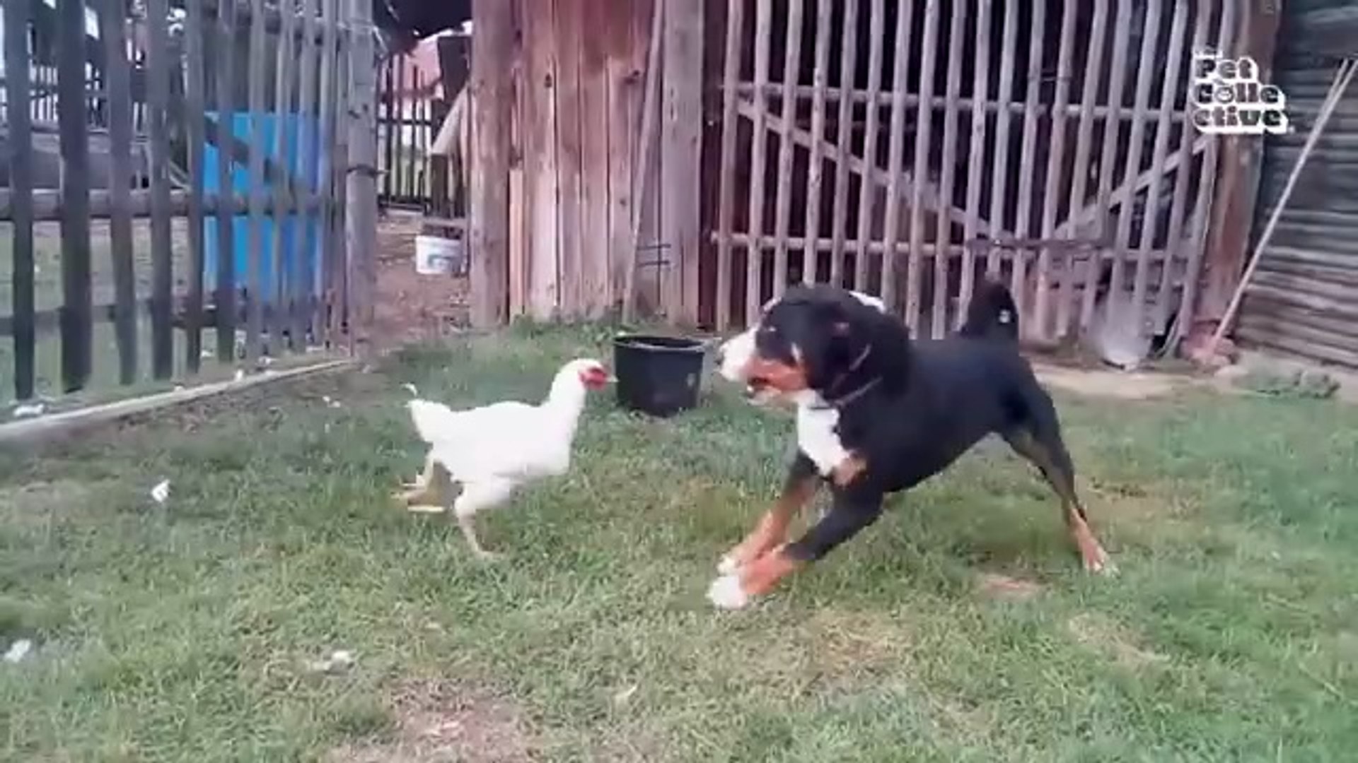 ⁣Funniest  - Cat & Dog Videos - Animal Comedy Kingdom‫‬ 2026