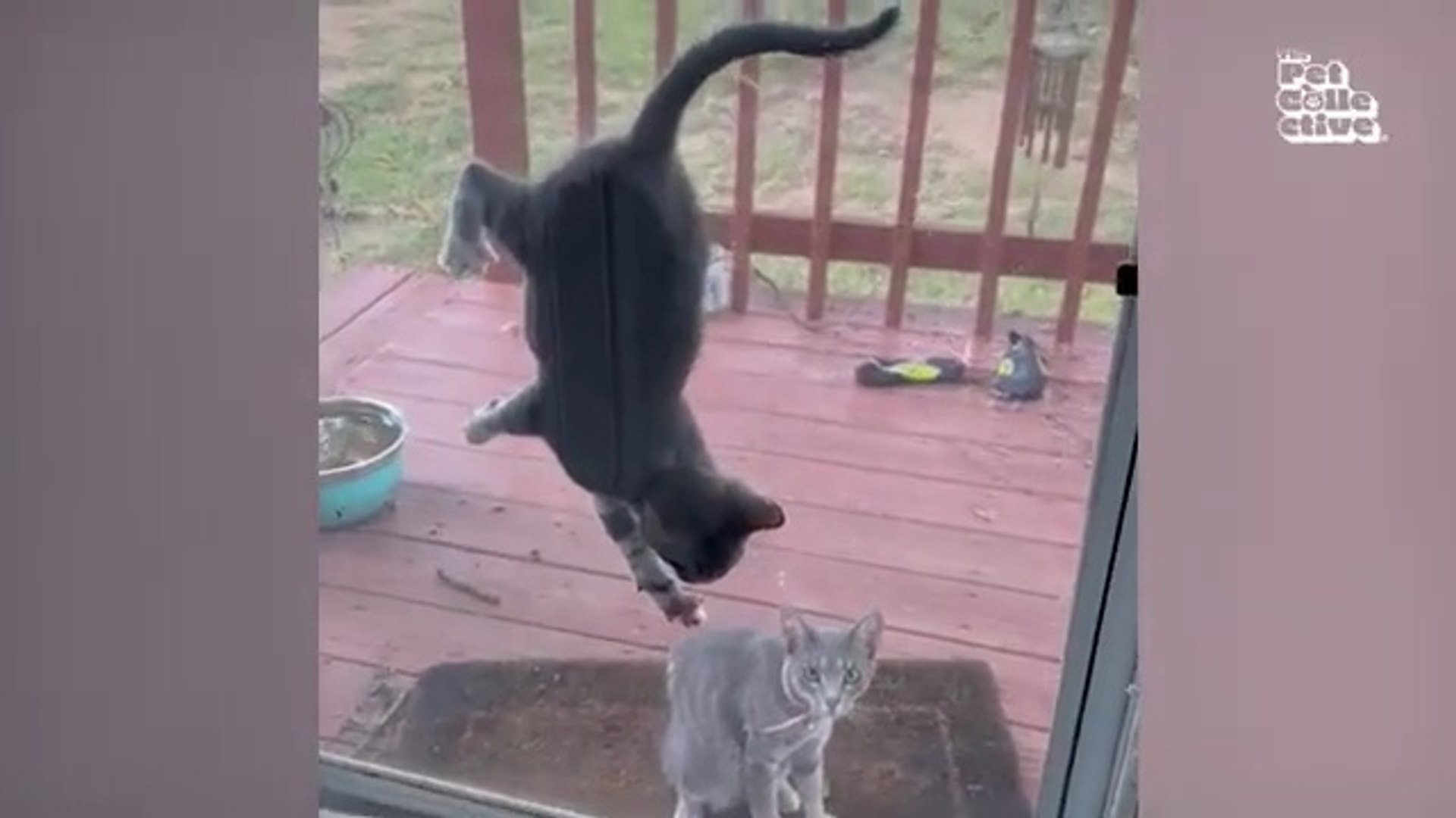 ⁣Funny Animal Videos 2026  Funniest Dogs and Cats Videos  Animal Comedy Kingdom‫‬