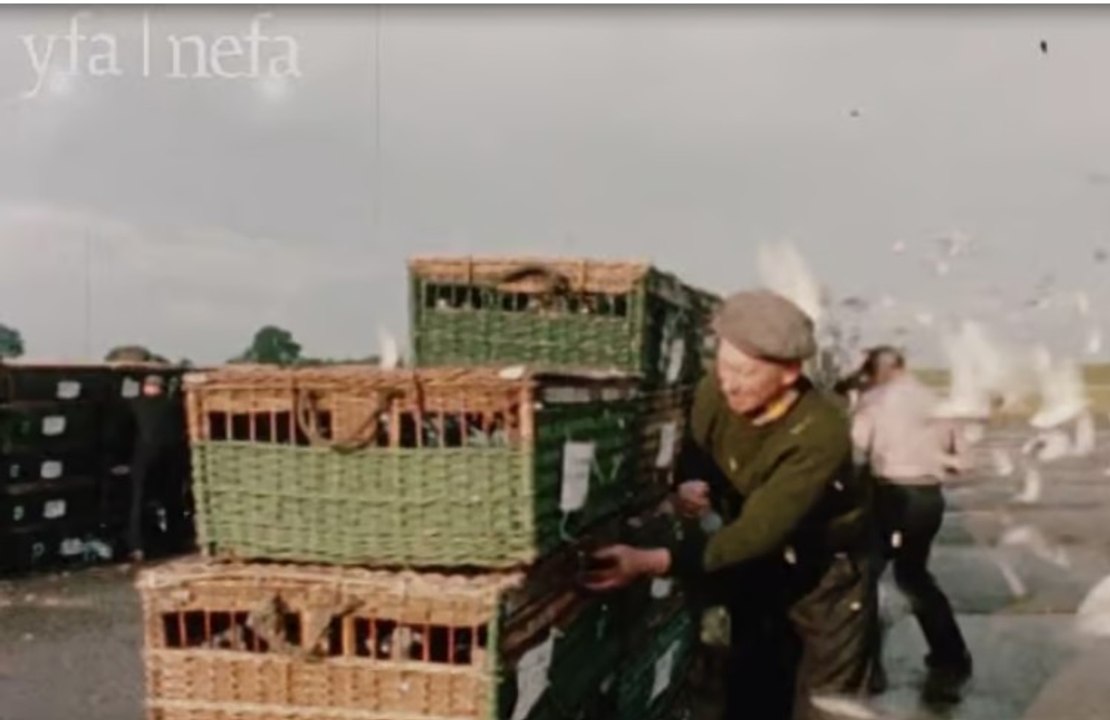 Rare film of 1960s pigeon racing in the Sunderland and East Durham area