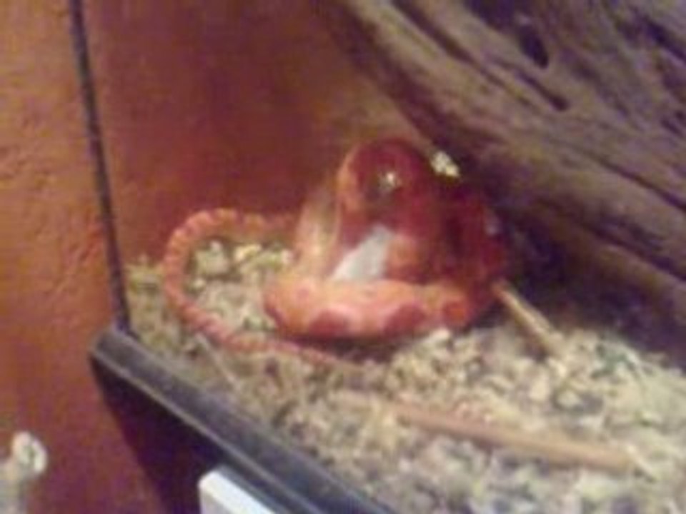 Cécé l'élaphe mange mickey...