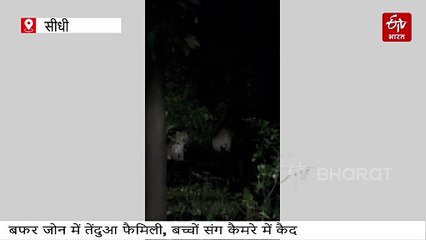 संजय गांधी नेशनल पार्क के बफर जोन में सड़क किनारे तेंदुए और दो शावकों की तफरी