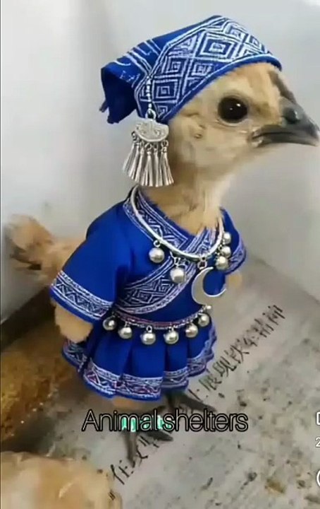 Fancy dressed chick