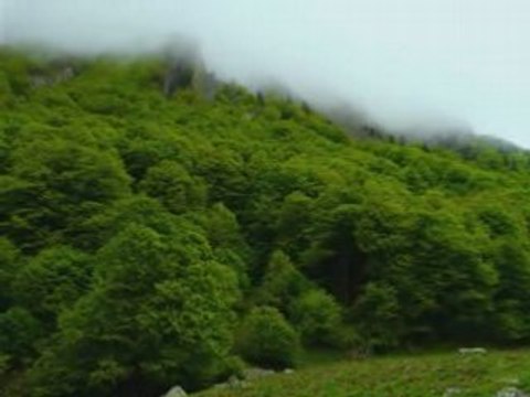 Orlu, la réserve nationale. pyrénées, ariège, loup, ours