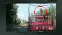 ¡Indignante! Perro es transportado en la parrilla de una camioneta en el Valle Alto (Video)