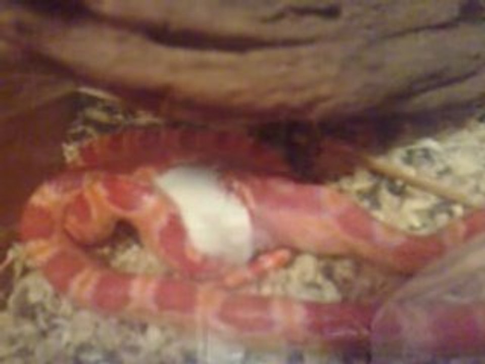 cécé l'élaphe avale mickey...