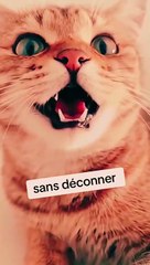 Quand les chats parlent : vidéos hilarantes 🐱