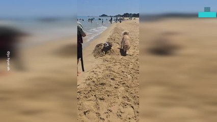 Poor Dog Get Peed Whilst Half Buried in Sand