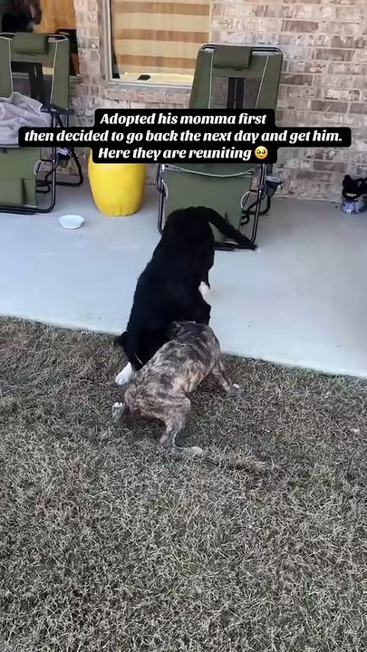 Adoption pleine d’émotion : une chienne et son chiot réunis après la séparation