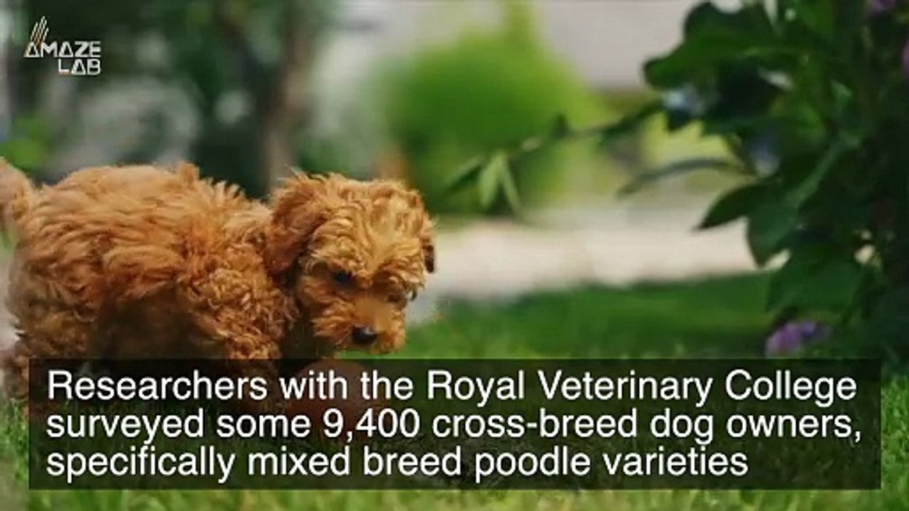 Which Are Healthier, Cross-Bred Dogs or Pure-Bed?