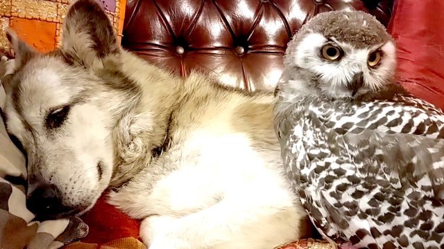 This Dog Is Now an Owl Dad! You Have to Check This Video Out!