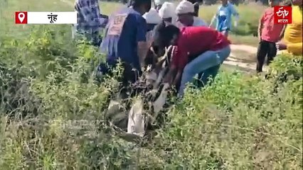 ज़ोर लगाकर हईशा...और जोर लगाओ....नूंह में खुले सीवर में गिरी गाय को कुछ यूं निकाला गया, देखिए वीडियो