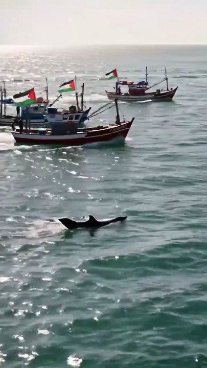 Free Free Palestine,, Free Free Gaza #foryou #viralvideo #palestine #gaza #shorts