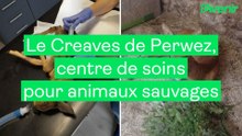 Le Creaves de Perwez a recueilli plus de 2000 animaux depuis début 2025