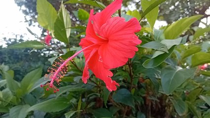 Surah Aal-e-Imran Aayat No 1 to 10