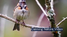 Calming_Nature_Video_Peaceful_Landscapes