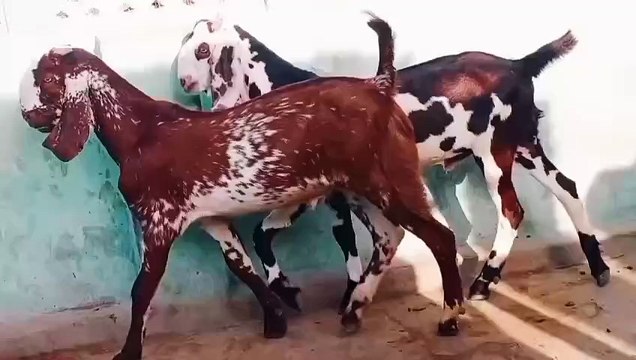 Makhi Cheena & Beetal Goat/Perfect Pair Qurbani 2026