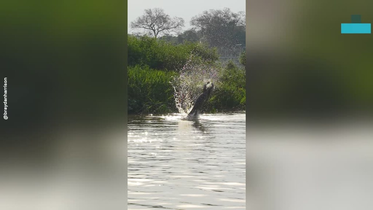 Jaguar Jumps in the Air Before Splashing Back in the Water