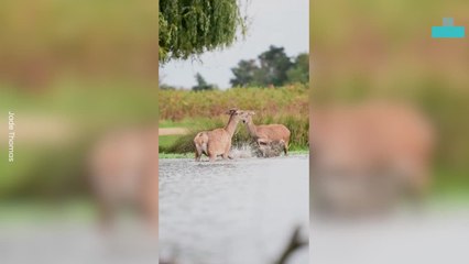 Doe Deer Water Play Fight