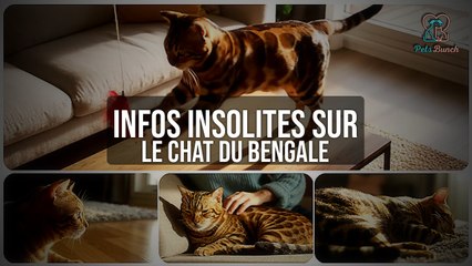 Chat du Bengale : Les Secrets et Infos INSOLITES que vous ignorez !