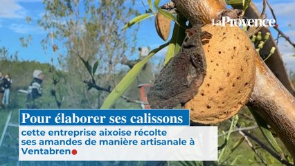 Pour élaborer ses calissons cette entreprise aixoise récolte ses amandes de manière artisanale à Ventabren