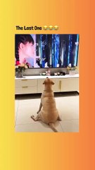 Dogs can be scared too