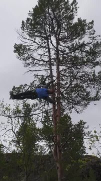 Man Attempts Human Flag on Tree Eight Meters Above Ground