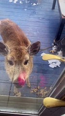 Deer visits home in usa