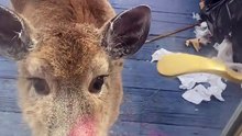 Deer visits home in usa