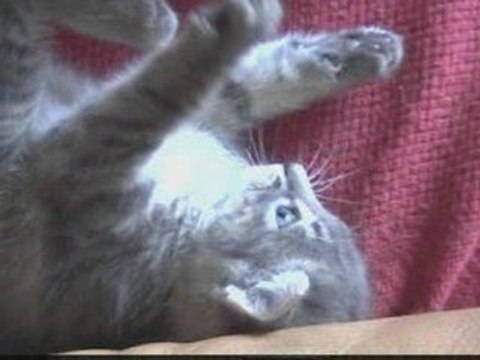 Mise-bas (accouchement) de chatons Accouchement d'1 chatte