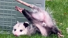 Mon papa a essayé de piéger un raton‑laveur qui déchiquetait son pelouse. Il a pris un opossum à la place. Voici une vidéo de lui essayant de le relâcher
