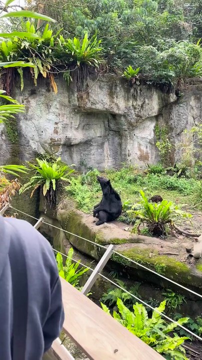 Ce ours zen au zoo est trop cool.
