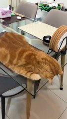 Ginger Chonkster sieste sur une table de verre. Le dessous, c’est du grand délire !