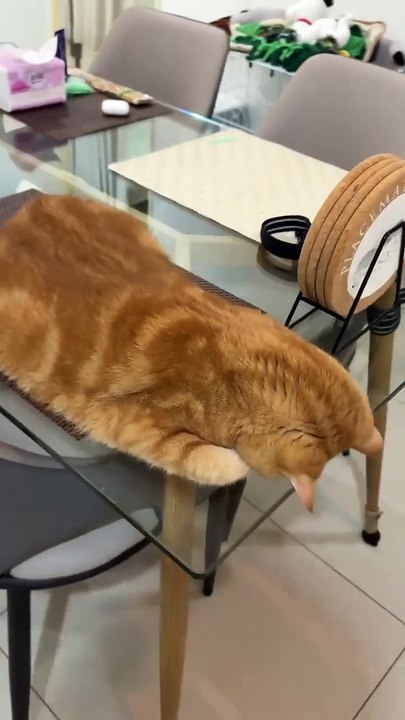 Ginger Chonkster sieste sur une table de verre. Le dessous, c’est du grand délire !