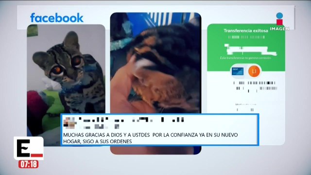 El tráfico de animales en México se fortalece en las redes sociales
